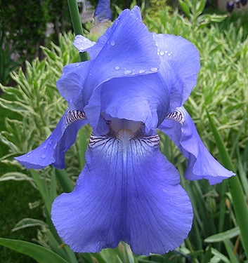 Iris germanica HARBOR BLUE (A) - immagine 2