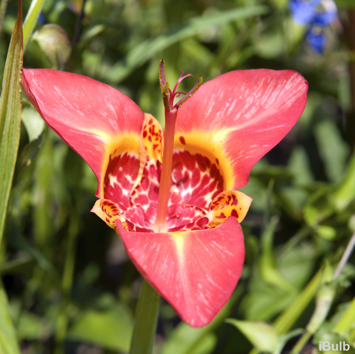 Tigridia pavonia ‘Speciosa’